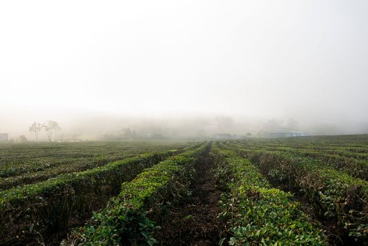 El café de Coatepec: por qué el origen sí cambia tu taza
